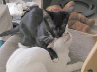 Willow grooms Marco