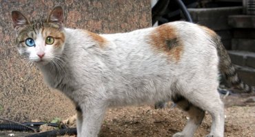 White cat with one blue eye and one green eye