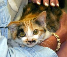Calico in Cathy's arms