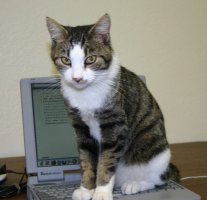 on the keyboard with a devilish look on his face