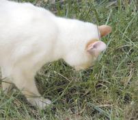 Salad Time! Marco can finally eat grass outside