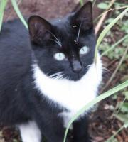 Black and white kitten looking at camera