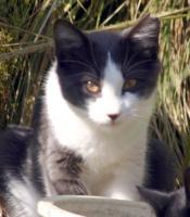 Gray and white kitten