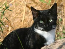Black and white staring at camera