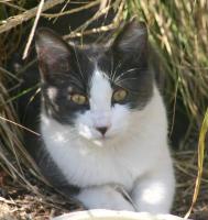 Gray and white resting