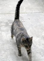 Dark tortoiseshell walking toward camera