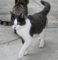 Jasper walking toward camera