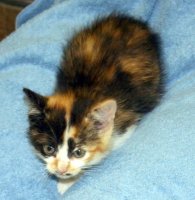 Calico cat on blanket, looking at camera