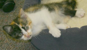 Calico cat relaxing in cat bed