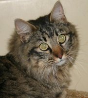 Female longhair tabby