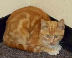Tabby cat huddled in corner