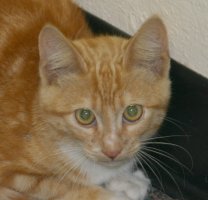 Close-up of tabby cat’s face