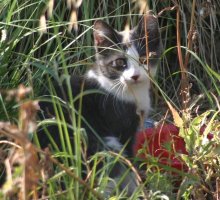 gray cat with white face and neck