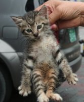 Tabby held by scruff of neck