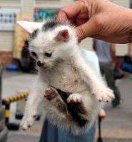 White kitten on display