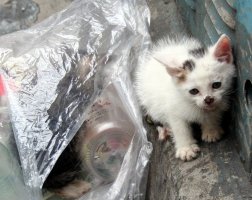 Kittens; the tabby is rooting around in the garbage bag.