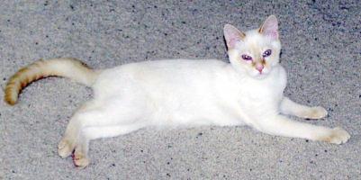 Marco lying on carpet