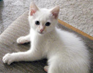 flame point siamese cat looking alert