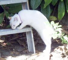 Marco explores a ladder