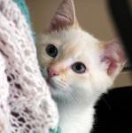 Hiding behind the bedspread