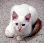 Lying down with paws curled underneath