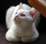 Paws folded, looking up to the right