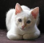 Paws folded, facing camera