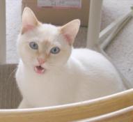 About to meow