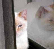 eyes open, half hidden by curtain