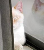 eyes shut, half hidden by curtain