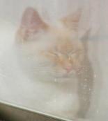 reflected in window