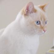 sitting on desk, facing right