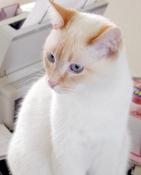 sitting on desk, facing front