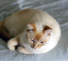 curled up on bed