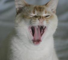 yawning