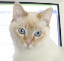 eyes open, in front of monitor
