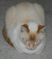 curled up and resting