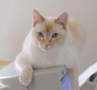 Front view of Marco sitting atop monitor