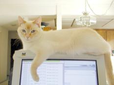 Side view of Marco on monitor, showing darker fur