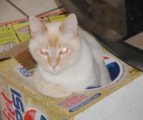 Inside Pepsi carton, looking at camera (flash gives him red-eye)