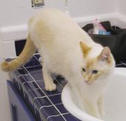 Marco in the sink