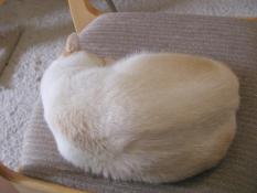 Curled up, imitating a meatloaf