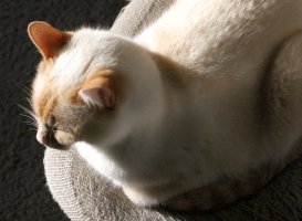 Top view of Marco on chair