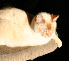Cat with paw over edge of chair