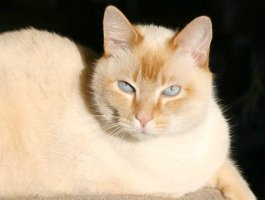 Looking straight at camera