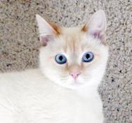 Staring at the camera