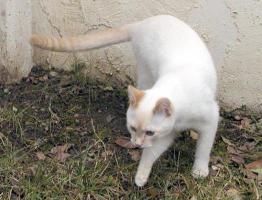 On the prowl outdoors.