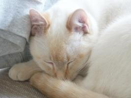 Asleep