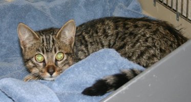 Male tabby behind blue blanket