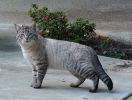 Side view of cat, walking